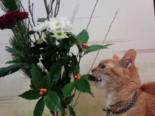 f:id:nao38mi:20151231161332j:image f:id:nao38mi:20151231161332j:image