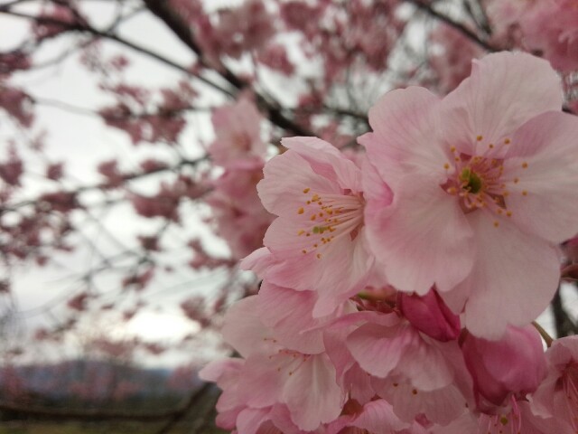 f:id:nao38mi:20160402174446j:image f:id:nao38mi:20160402174446j:image