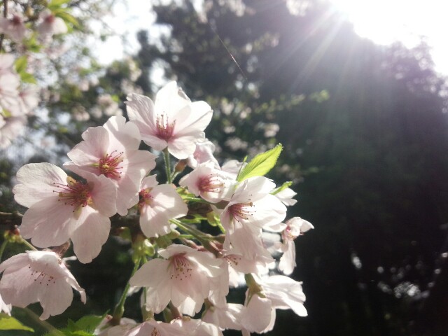 f:id:nao38mi:20160407103429j:image f:id:nao38mi:20160407103429j:image