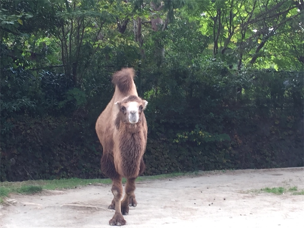 f:id:naoiauto:20151019052035j:image f:id:naoiauto:20151019052035j:image