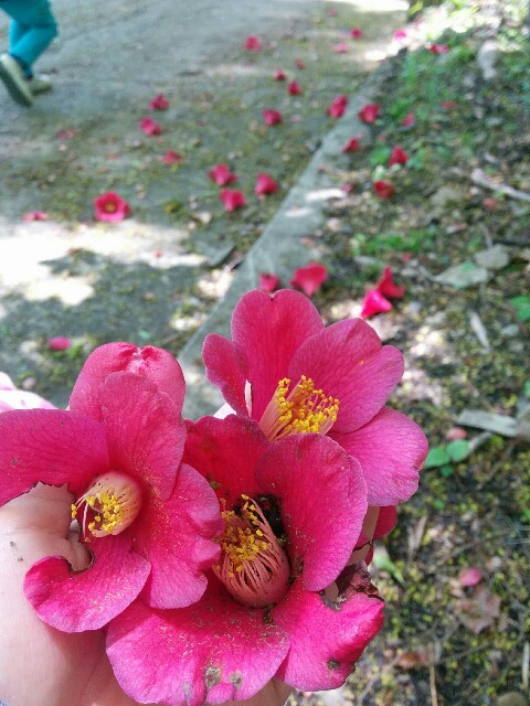 f:id:naoko-ushiki:20160506131836j:image f:id:naoko-ushiki:20160506131836j:image