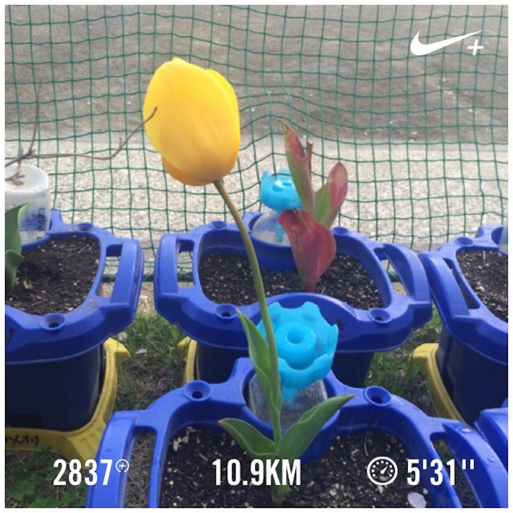 f:id:naokorunning:20160415082835j:image f:id:naokorunning:20160415082835j:image