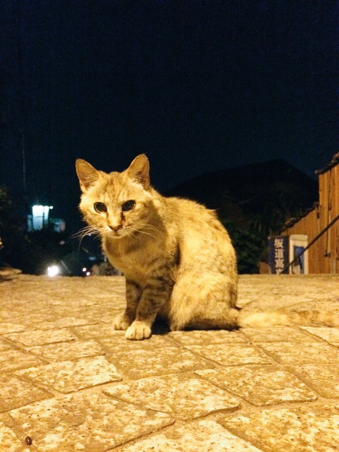 f:id:naomekko-i:20150625181332j:image f:id:naomekko-i:20150625181332j:image