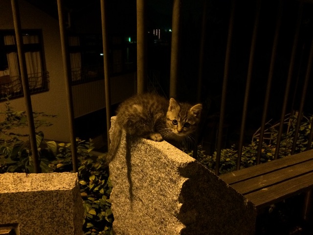 f:id:naomekko-i:20150625181351j:image f:id:naomekko-i:20150625181351j:image