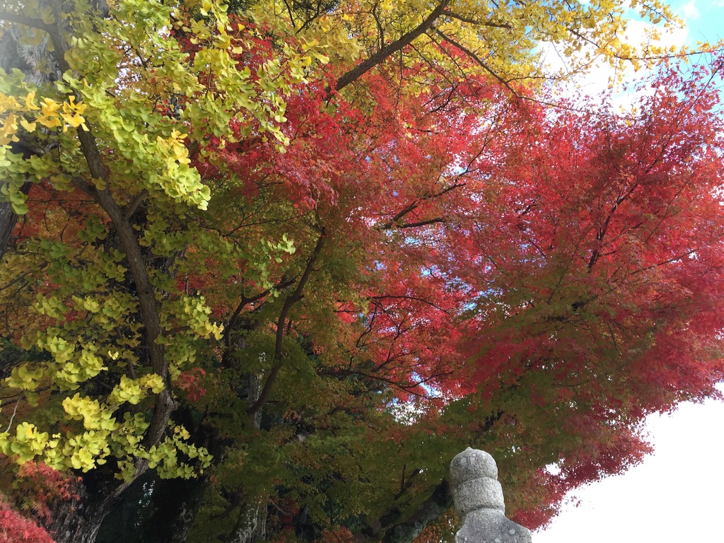 f:id:naotonozinsei:20151103183622j:image f:id:naotonozinsei:20151103183622j:image