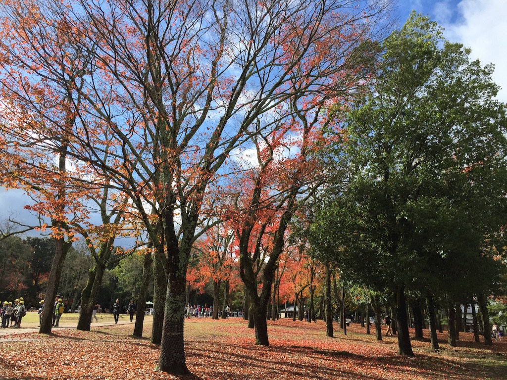 f:id:naotonozinsei:20151110170301j:image f:id:naotonozinsei:20151110170301j:image