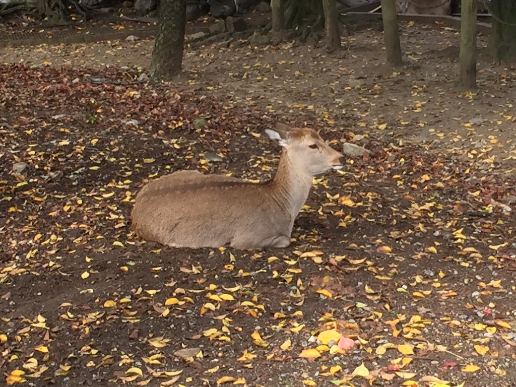 f:id:naotonozinsei:20151110175435j:image f:id:naotonozinsei:20151110175435j:image