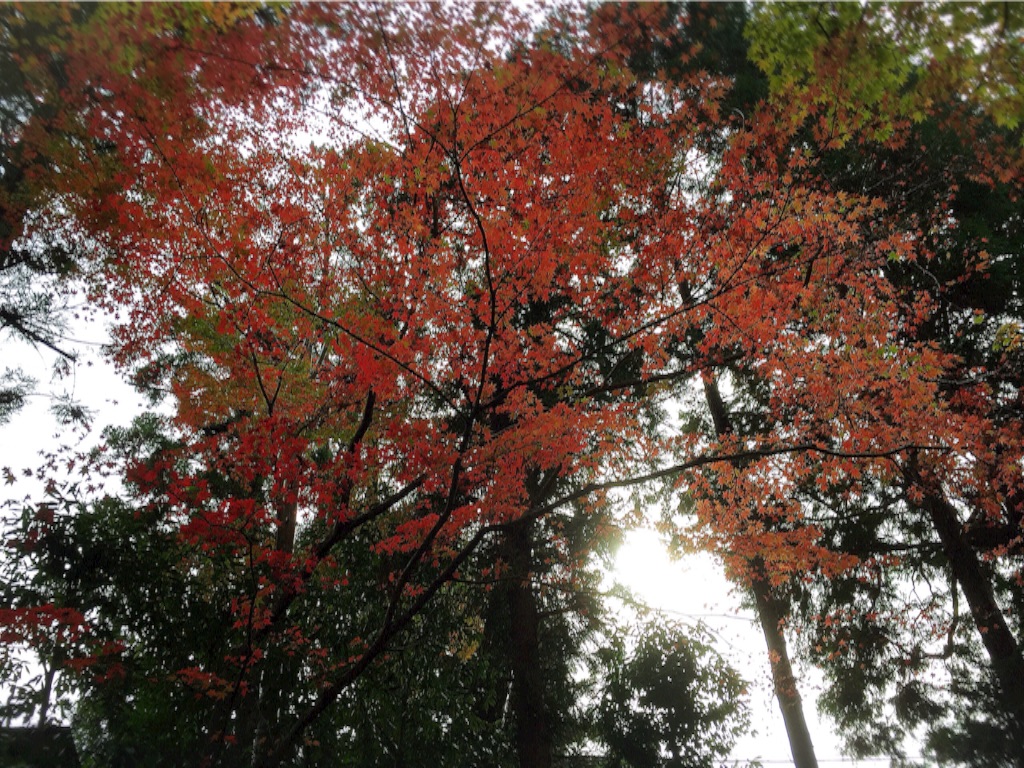 f:id:naotonozinsei:20151122182202j:image f:id:naotonozinsei:20151122182202j:image