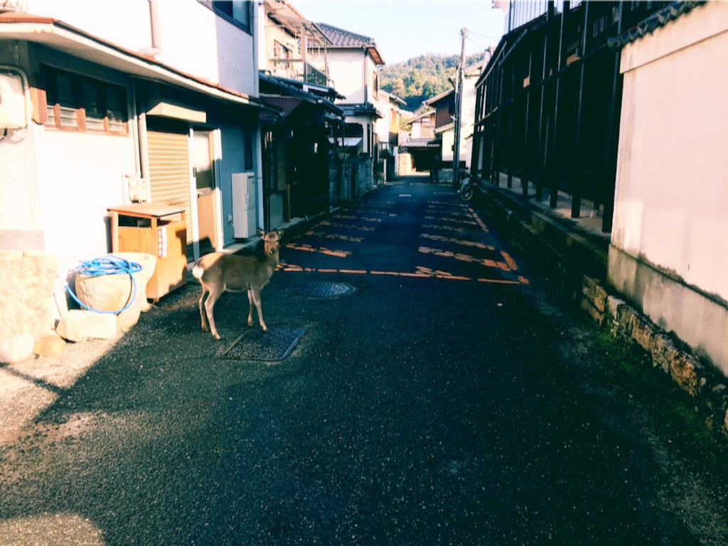 f:id:naotonozinsei:20151224215324j:image f:id:naotonozinsei:20151224215324j:image