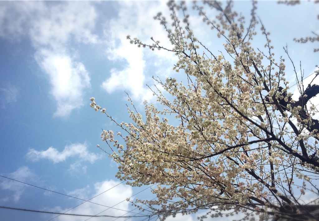 f:id:naotonozinsei:20160320151519j:image f:id:naotonozinsei:20160320151519j:image