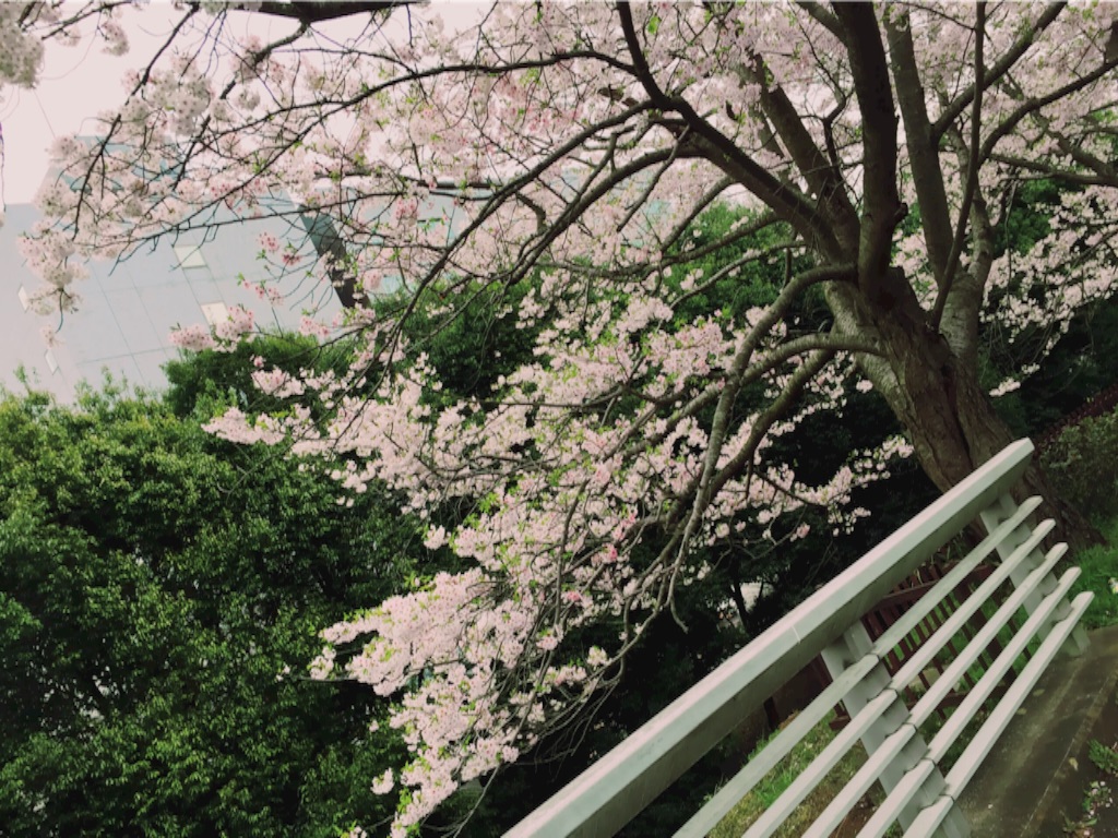 f:id:naotonozinsei:20160405221427j:image f:id:naotonozinsei:20160405221427j:image