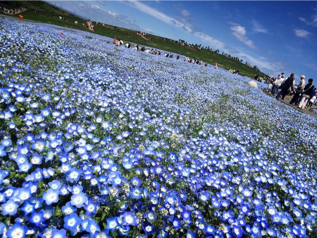 f:id:naotonozinsei:20160507231127j:image f:id:naotonozinsei:20160507231127j:image