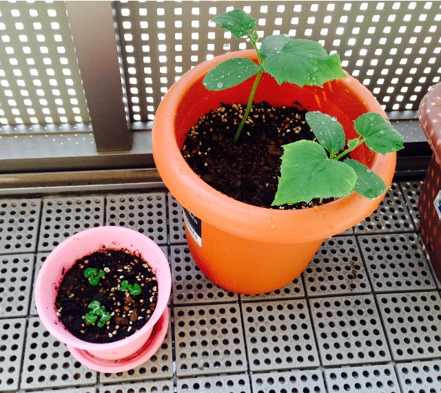 f:id:napeco:20150527130042j:image f:id:napeco:20150527130042j:image