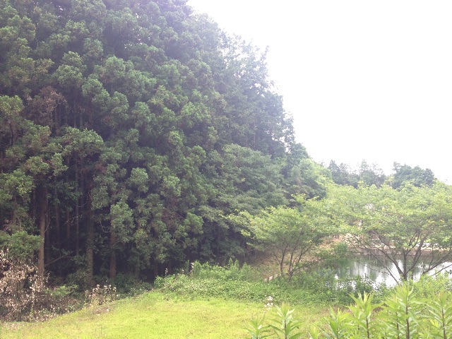 f:id:napeco:20150619103515j:image f:id:napeco:20150619103515j:image
