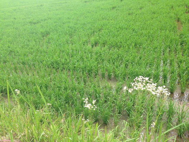 f:id:napeco:20150619103542j:image f:id:napeco:20150619103542j:image