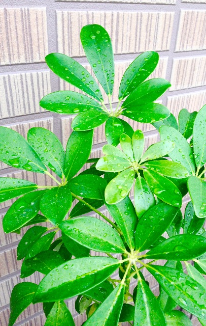 f:id:napeco:20150708154646j:image f:id:napeco:20150708154646j:image
