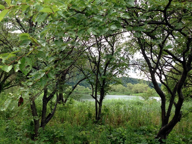 f:id:napeco:20150716213554j:image f:id:napeco:20150716213554j:image