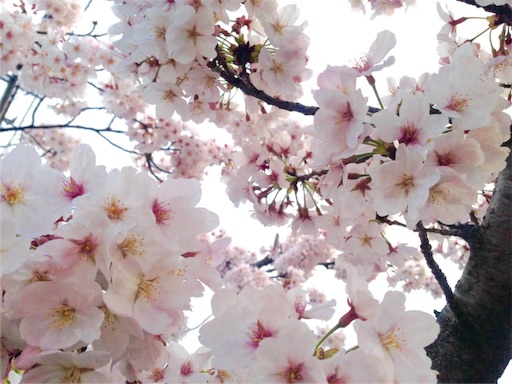 f:id:napeco:20160409150244j:image f:id:napeco:20160409150244j:image