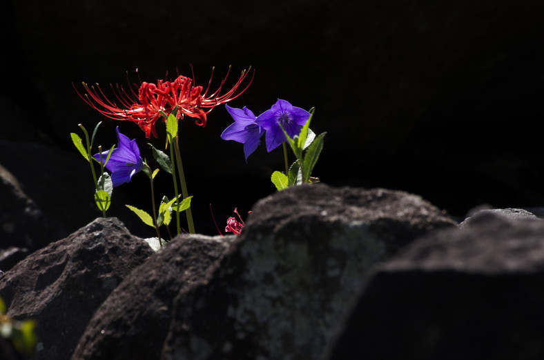 f:id:naramachi:20150922175847j:plain f:id:naramachi:20150922175847j:plain