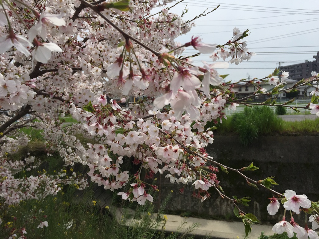 f:id:naruyat22:20160410183643j:image f:id:naruyat22:20160410183643j:image