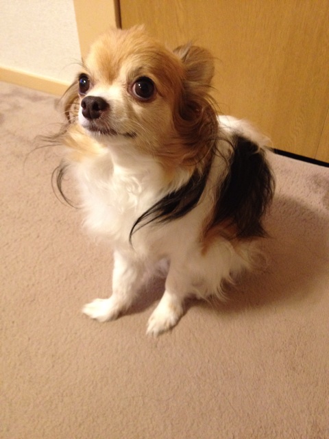 f:id:nashuaki:20140827064520j:plain f:id:nashuaki:20140827064520j:plain
