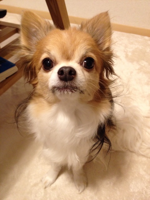 f:id:nashuaki:20141217094534j:plain f:id:nashuaki:20141217094534j:plain
