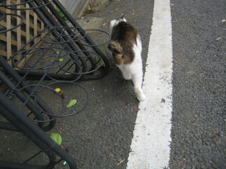 f:id:naskin:20100619010018j:image f:id:naskin:20100619010018j:image