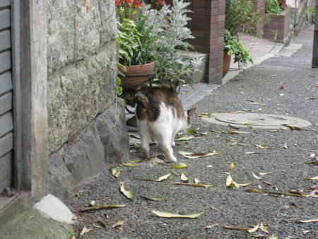 f:id:naskin:20100619010019j:image f:id:naskin:20100619010019j:image