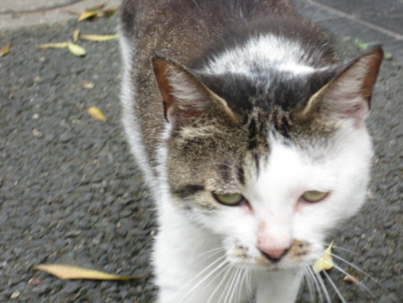 f:id:naskin:20100619010020j:image f:id:naskin:20100619010020j:image