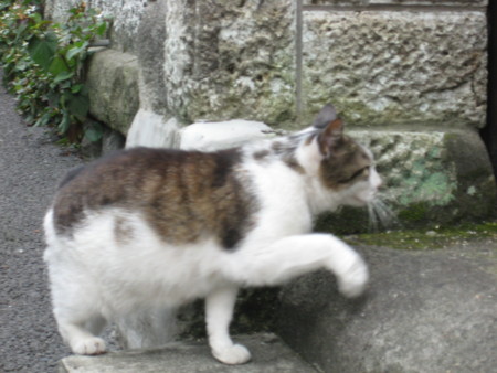 f:id:naskin:20100619010023j:image f:id:naskin:20100619010023j:image