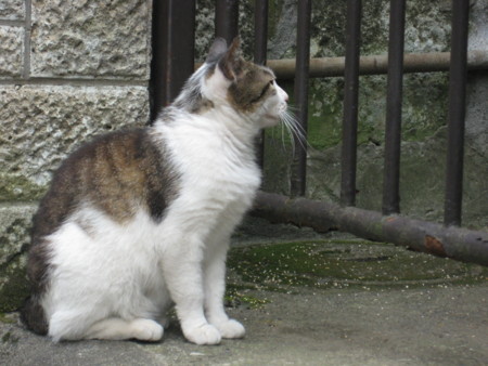 f:id:naskin:20100619010024j:image f:id:naskin:20100619010024j:image