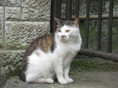 f:id:naskin:20100619010025j:image f:id:naskin:20100619010025j:image