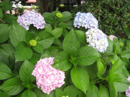 f:id:naskin:20100619010039j:image f:id:naskin:20100619010039j:image