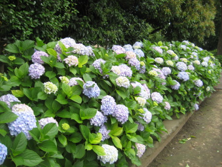 f:id:naskin:20100619010040j:image f:id:naskin:20100619010040j:image