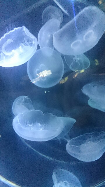 f:id:natsuki_kasu:20160602173019j:image f:id:natsuki_kasu:20160602173019j:image