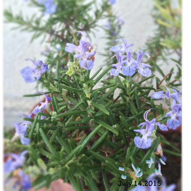 f:id:nattychang:20150714144023j:image f:id:nattychang:20150714144023j:image