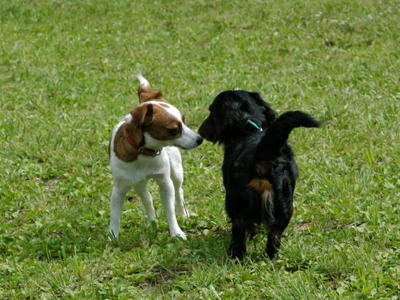 「犬 あいさつ」の画像検索結果