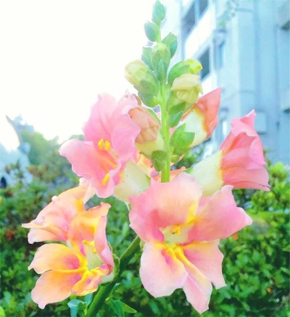 f:id:naturalhao:20160418010729j:image f:id:naturalhao:20160418010729j:image
