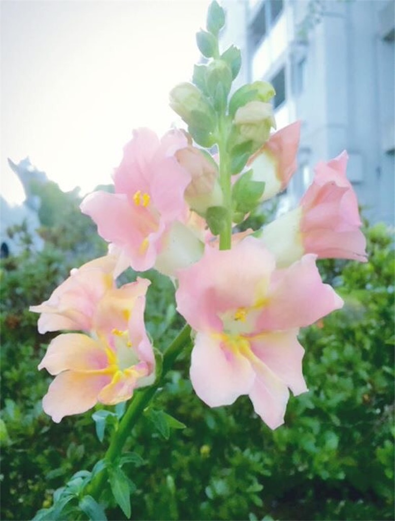 f:id:naturalhao:20160418010745j:image f:id:naturalhao:20160418010745j:image