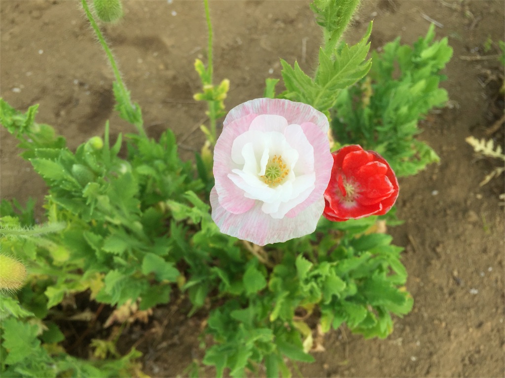 f:id:naturalhao:20160501231423j:image f:id:naturalhao:20160501231423j:image