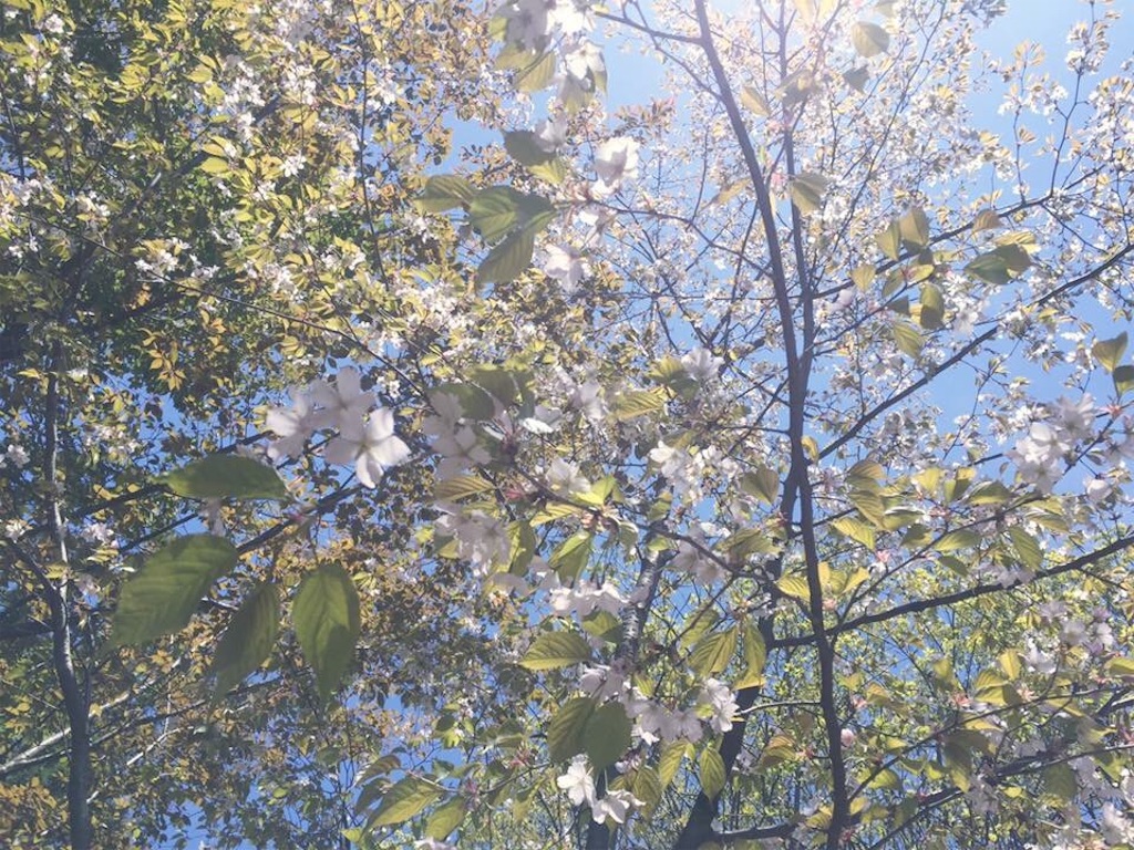 f:id:naturalhao:20160506122456j:image f:id:naturalhao:20160506122456j:image