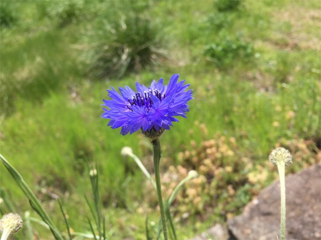 f:id:naturalhao:20160507203350j:image f:id:naturalhao:20160507203350j:image
