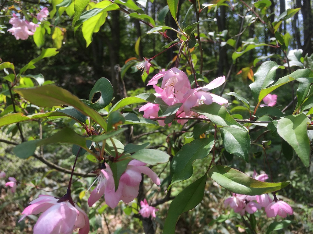 f:id:naturalhao:20160507203736j:image f:id:naturalhao:20160507203736j:image