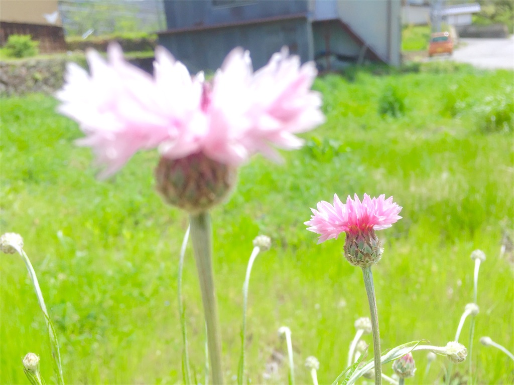 f:id:naturalhao:20160512014313j:image f:id:naturalhao:20160512014313j:image