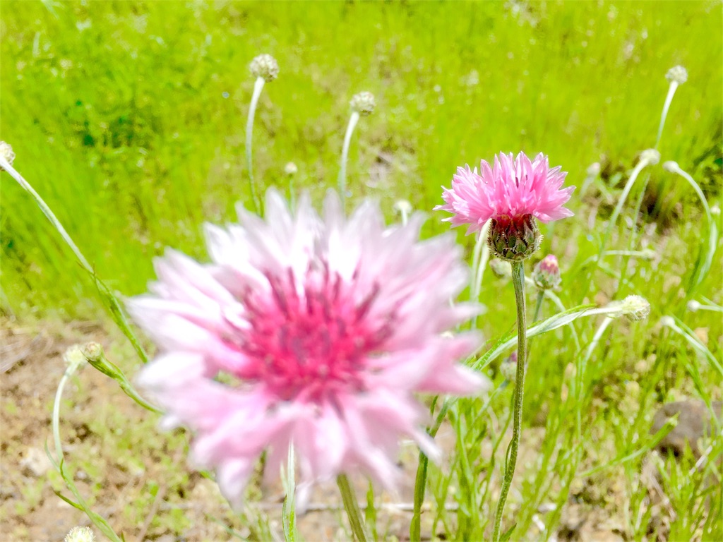 f:id:naturalhao:20160512014324j:image f:id:naturalhao:20160512014324j:image