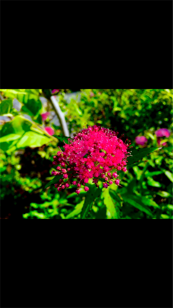 f:id:naturalhao:20160521124049p:image f:id:naturalhao:20160521124049p:image