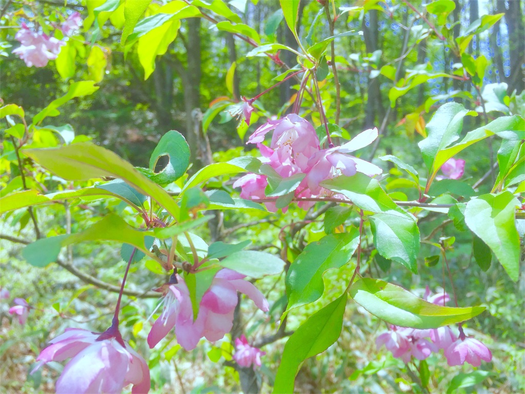 f:id:naturalhao:20160522014431j:image f:id:naturalhao:20160522014431j:image
