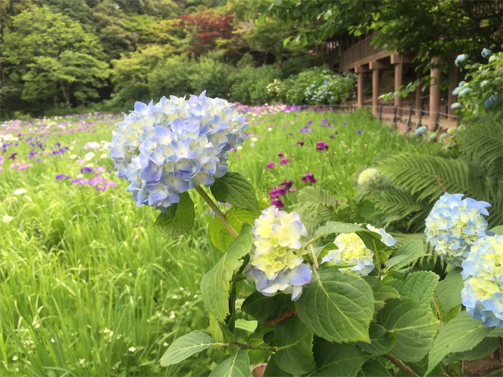 f:id:naturalhao:20160601133656j:image f:id:naturalhao:20160601133656j:image