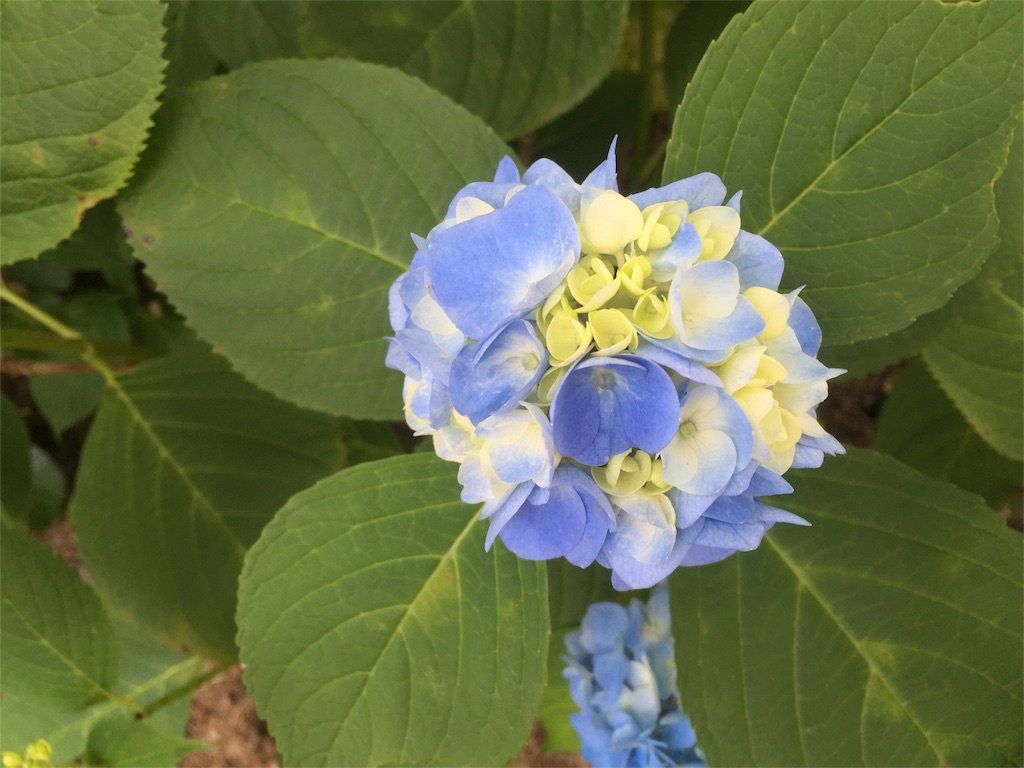 f:id:naturalhao:20160601134043j:image f:id:naturalhao:20160601134043j:image