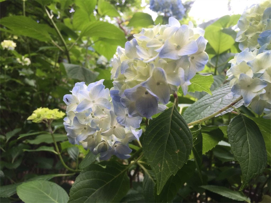 f:id:naturalhao:20160601134125j:image f:id:naturalhao:20160601134125j:image